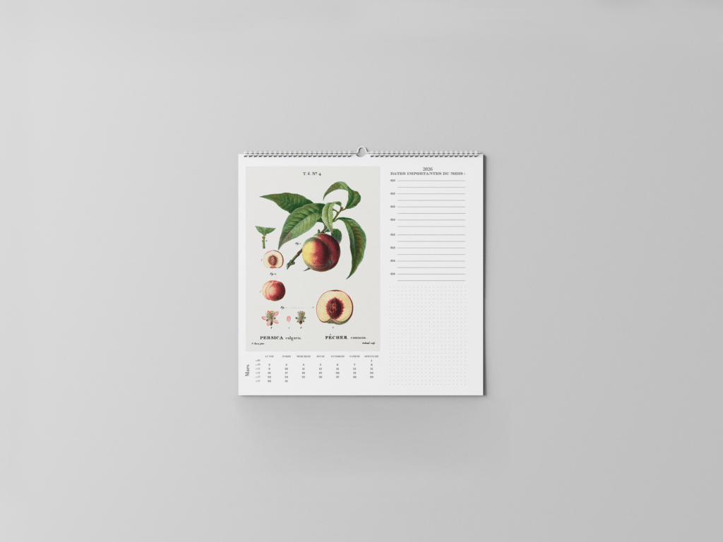 FEUILLET_BOTANIQUE-04