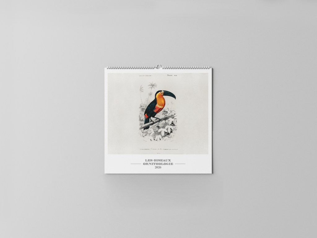 FEUILLET_ORNITHOLOGIE-01
