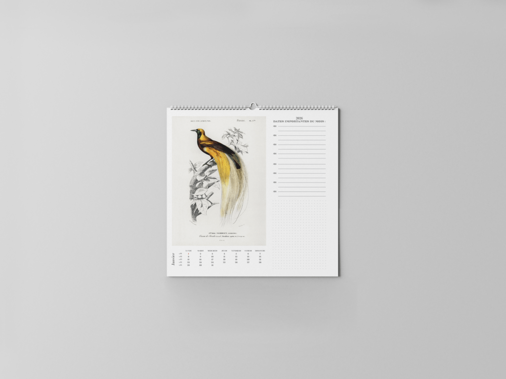 FEUILLET_ORNITHOLOGIE-02