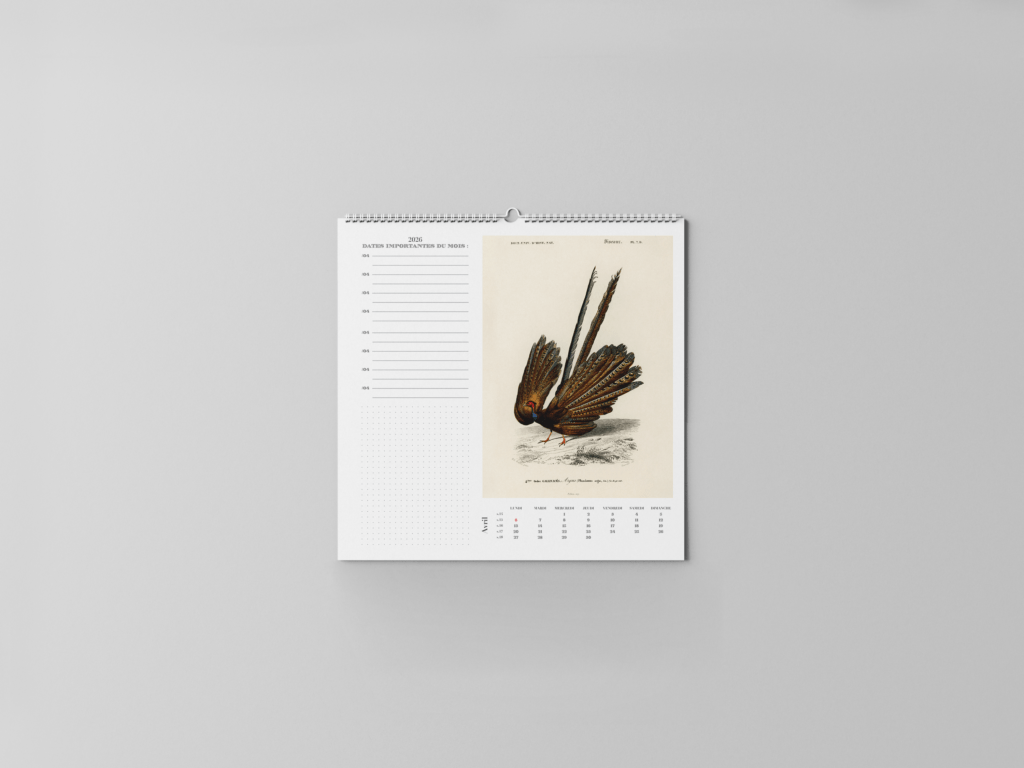 FEUILLET_ORNITHOLOGIE-05