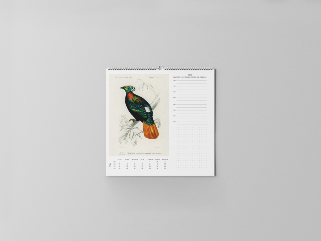 FEUILLET_ORNITHOLOGIE-06