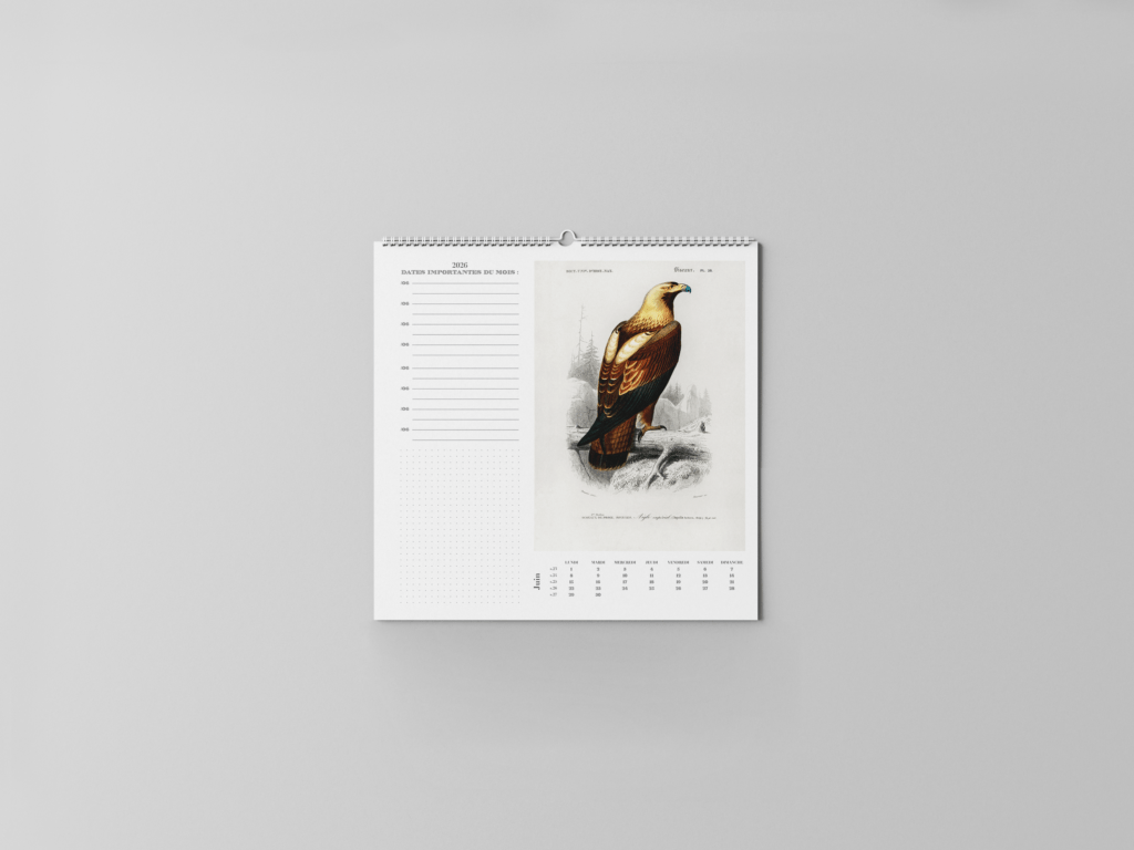 FEUILLET_ORNITHOLOGIE-07