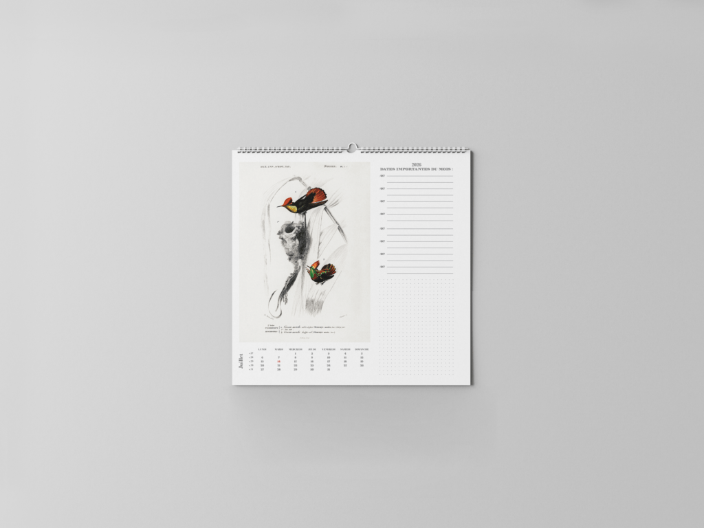 FEUILLET_ORNITHOLOGIE-08