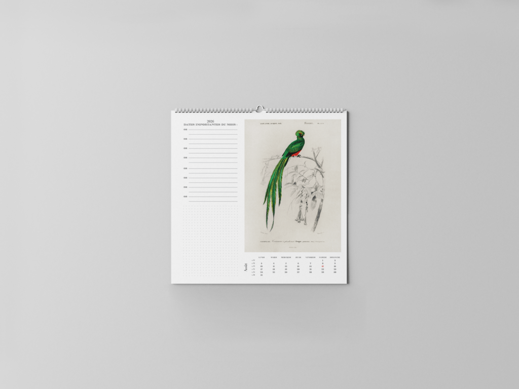 FEUILLET_ORNITHOLOGIE-09