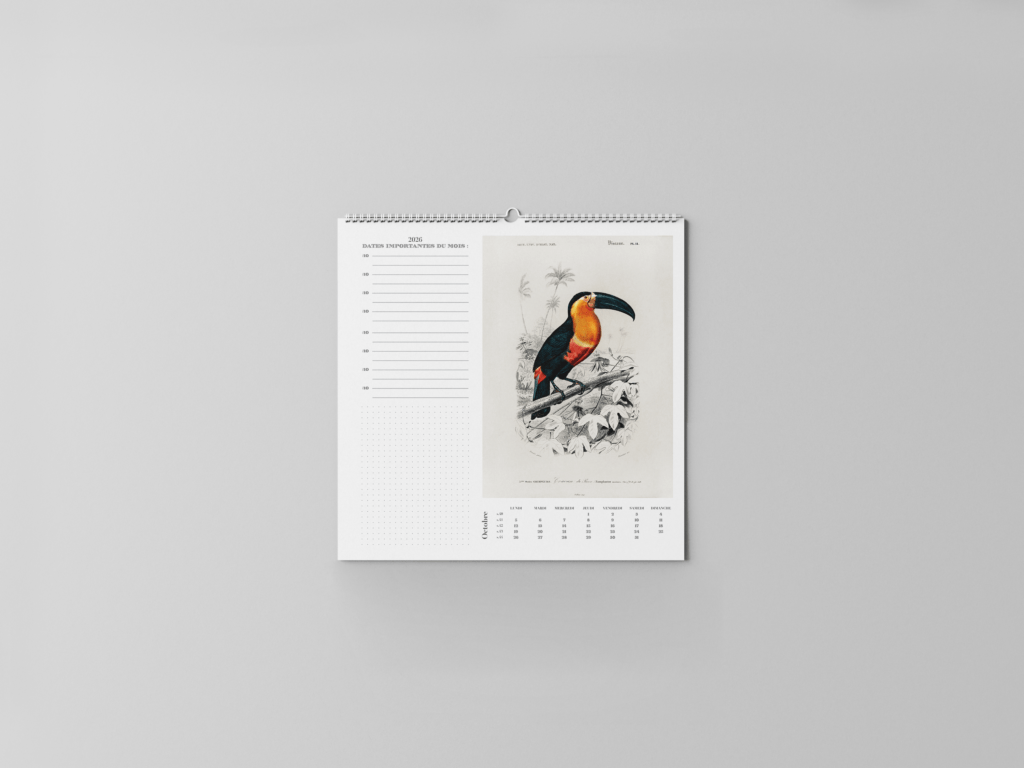 FEUILLET_ORNITHOLOGIE-11